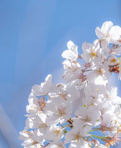 White Flowers Kissing Blue Sky 5