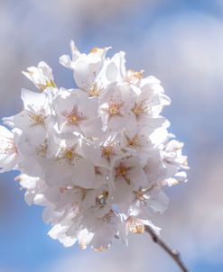 White Flowers Kissing Blue Sky 6