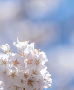 White Flowers Kissing Blue Sky 7