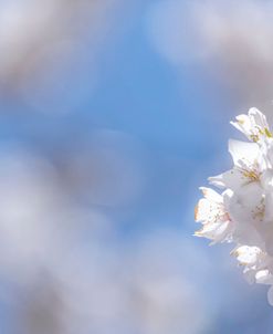 White Flowers Kissing Blue Sky 8