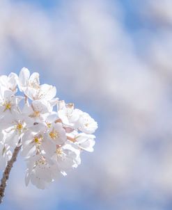 White Flowers Kissing Blue Sky 9