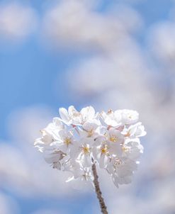 White Flowers Kissing Blue Sky 10