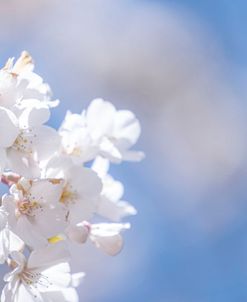 White Flowers Kissing Blue Sky 1