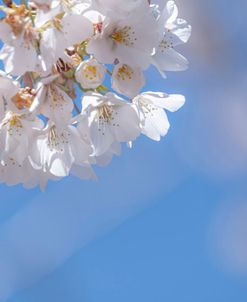 White Flowers Kissing Blue Sky 2