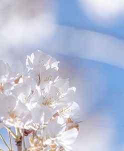 White Flowers Kissing Blue Sky 3