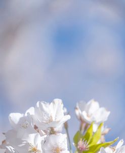 White Flowers Kissing Blue Sky 4