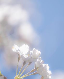 White Flowers Kissing Blue Sky 11