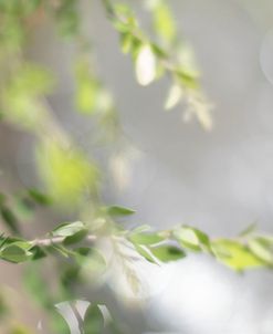 Bokeh Branch 2