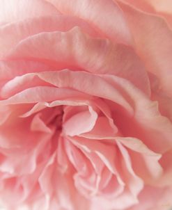 Carnation Rose 2