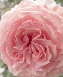 Carnation Rose
