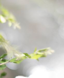 Bokeh Branch