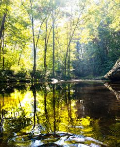 Forest Retreat