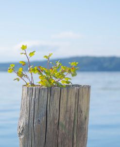 Natural Planter View 2