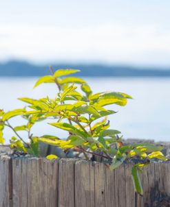 Natural Planter View 3