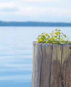 Natural Planter View