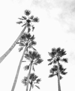 Palm To Skies