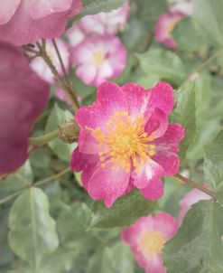 Pink Faced Beauty