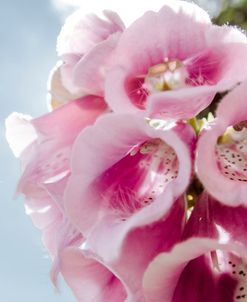 Pink Wedding Bell Florals