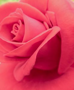 Rose Looking