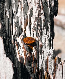 Rust And Ash