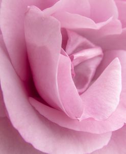 Silk Sheet Rose