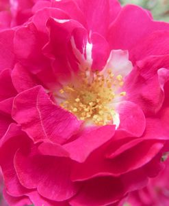 Rose Bursting Magenta 2