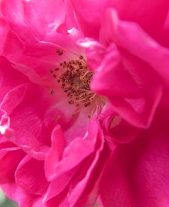 Rose Bursting Magenta