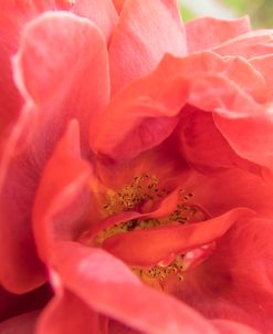 Speckled Centered Rose