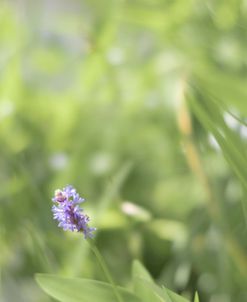 Tiny Purple Flicker