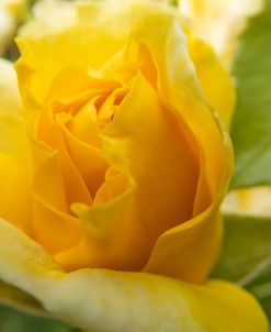 Yellow Cluster Rose