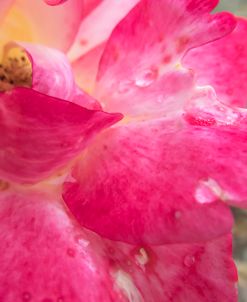 Wild And Water Drops