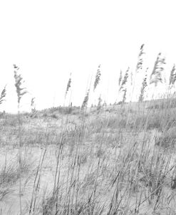 Beach Grass Dancing 1