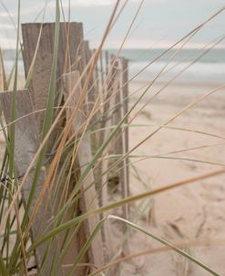 Grass and Dune Fence 1