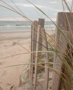Grass and Dune Fence 2