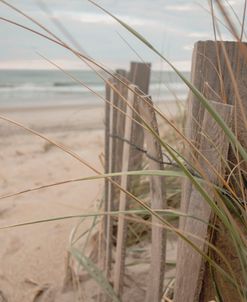 Grass and Dune Fence 2