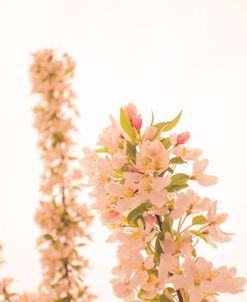 Cherry Blossom Peach Fuzz 1