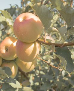 Fall Harvest Apples