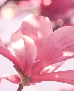Pink Spring Petals 2