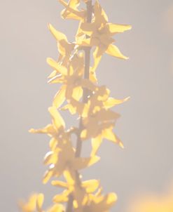 Cream and Light 2