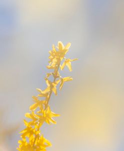 Yellow and Blue Bloom