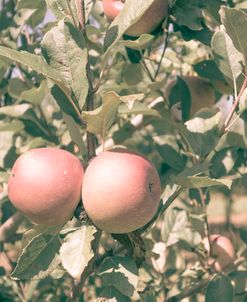 Apple Sunlit