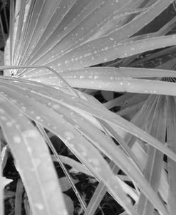 Palm after Rain
