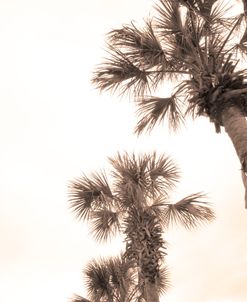 Three Palm Tree Heaven