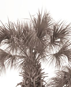Palm Tree Leader