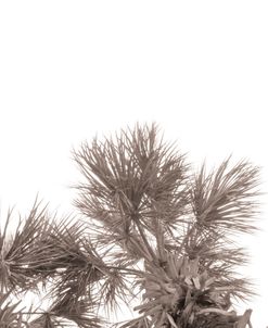 Skybound Palm Tree Glance
