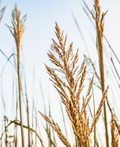 Wild Grass and Skyward