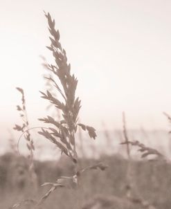 Beach Grass Memories