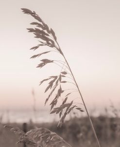 Beach Grass Mornings