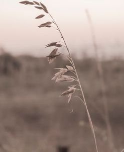 Beach Grass Dunes