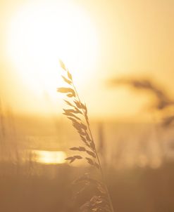 Golden Hour Beach Life